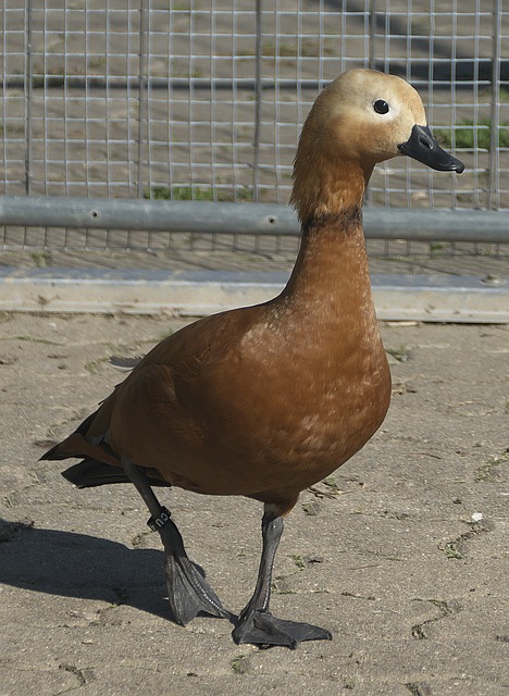 Benze